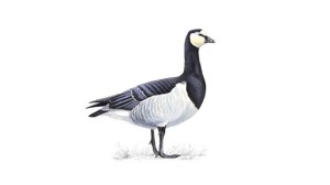 barnaclegoose