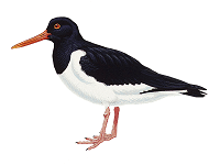 Oystercatcher
