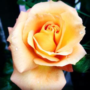 The Authors homegrown Glenfiddich Rose named for its Golden Amber colour, introduced in 1976.