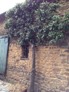 lemorton-courtyard-detail