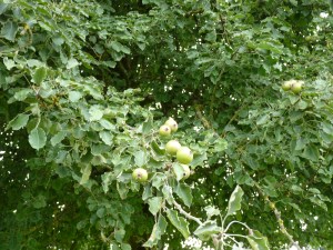 Lemorton Pear Varietals