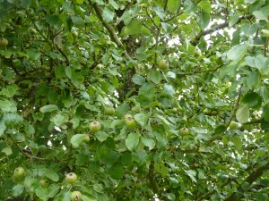 Lemorton Pear Varietals