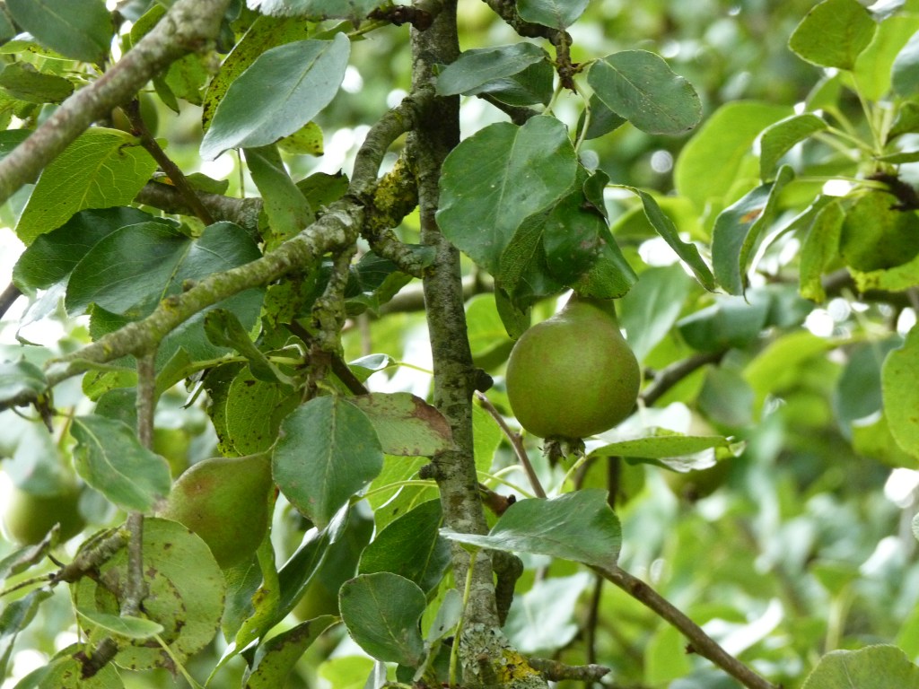 Lemorton Pear Varietals