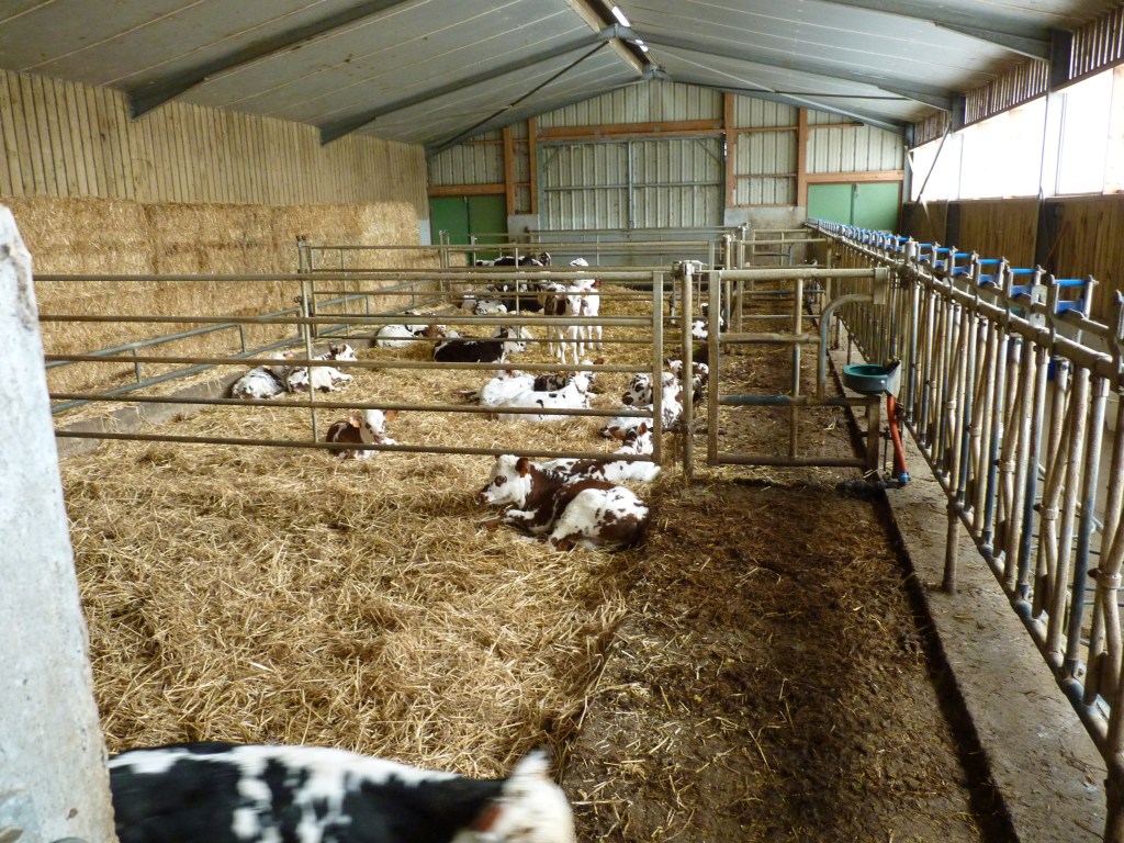 Lemorton Calves